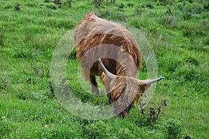 Highland cow grazing on grass