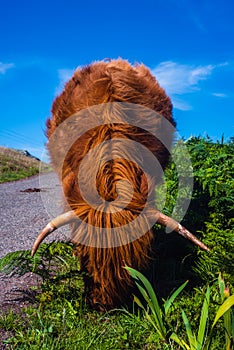 Highland Cow Grazing at the Side of a Country Road