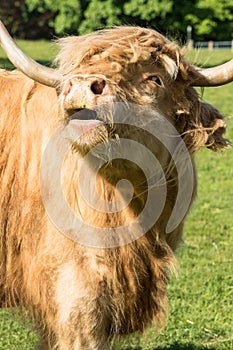 Highland cow on green grass
