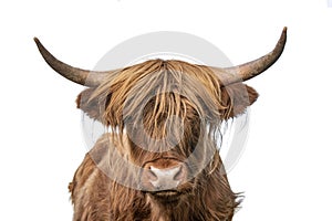 Highland cow headshot staring to the camera on white background