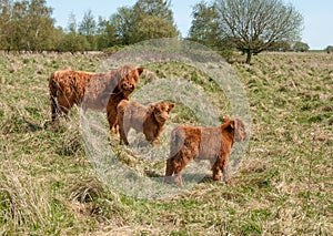 Highland cow with her two calves