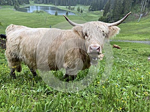 The Highland cow Hielan coo, Scottish breed Das Schottische Hochlandrind, Highland Cattle or Kyloe on the meadows and pastures photo
