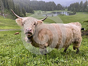 The Highland cow Hielan coo, Scottish breed Das Schottische Hochlandrind, Highland Cattle or Kyloe on the meadows and pastures