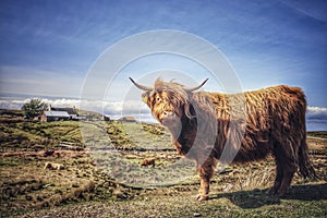 Highland cow on the Isle of Skye
