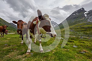 Highland cow, Jotunheimen National Park
