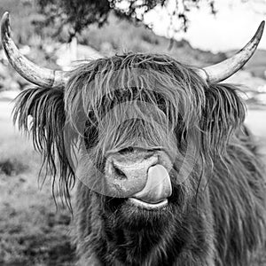 Highland cow in kinzig valley in black forest, germany