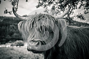 Highland cow in kinzig valley in black forest, germany