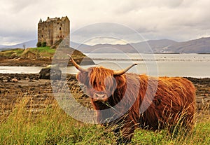 Highland cow, on loch Linnhe, Scotland photo