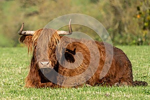 Highland cow lying in field staring at the camera