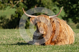 Highland cow lying in field staring at the camera