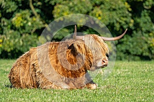 Highland cow lying in field staring to the right