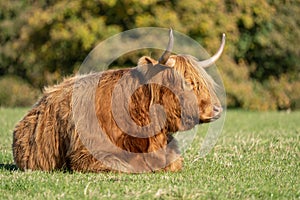 Highland cow lying in field staring to the right