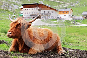 Highland cow in mountain meadows, Alto Adige Dolomiti Italy