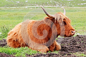 Highland cow in mountain meadows, Alto Adige Dolomiti Italy