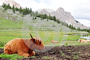 Highland cow in mountain meadows, Alto Adige Dolomiti Italy