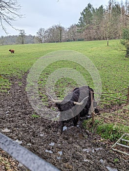 Highland cow in the mud, Pollok park Glasgow