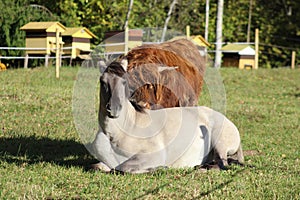 Highland cow and Polish konik enjoying sun in meadow together