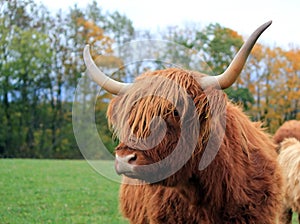 Highland cow portrait by autumn day