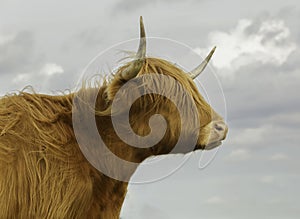 The Highland Cow in profile