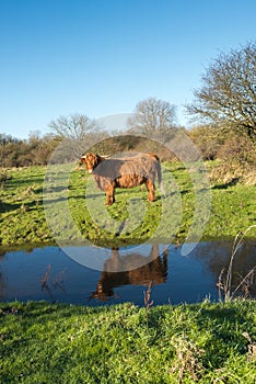 Highland cow reflected in a stream
