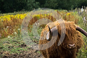 A highland cow on the river bank