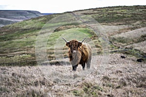 Highland Cow On Rugged Farmland, Peak District National Park, Derbyshire, UK