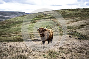 Highland Cow On Rugged Farmland, Peak District National Park, Derbyshire, UK