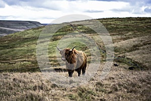 Highland Cow On Rugged Farmland, Peak District National Park, Derbyshire, UK