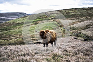 Highland Cow On Rugged Farmland, Peak District National Park, Derbyshire, UK