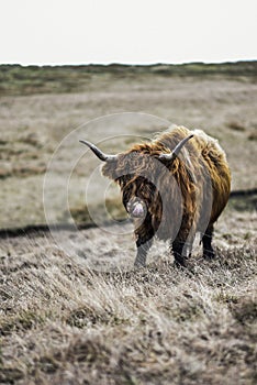 Highland Cow On Rugged Farmland, Peak District National Park, Derbyshire, UK