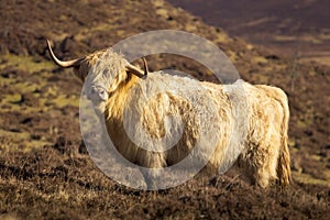 Highland cow from Scotland