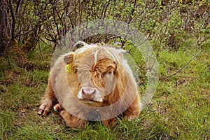 Highland Cow in Scotland