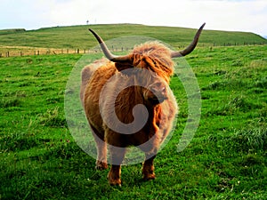 Highland Cow (Scotland, UK)