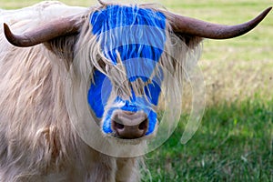 Highland Cow with a Scottish Flag painted