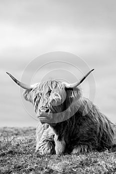Highland cow by the sea in mull