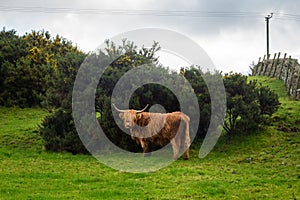 A highland cow sheltering from the wind behind a gorse bush in a green field