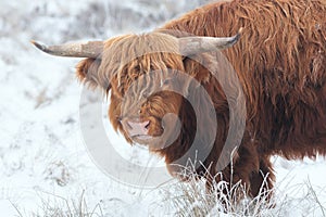 Highland Cow in the snow in National Park The Veluwe.