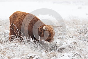 Highland Cow in the snow in National Park The Veluwe.