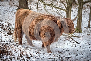 Highland Cow - Snow Scene