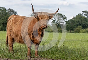 Highland cow standing in field