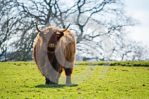 Highland Cow standing in field