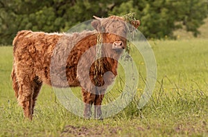Highland cow standing in field covered in grass