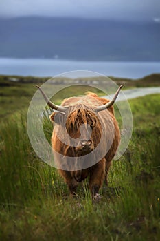 Highland cow