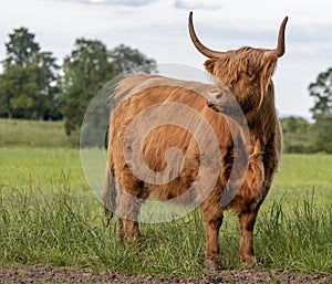 Highland cow standing in field looking to left