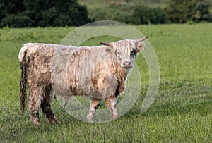 Highland cow standing in field staring at camera