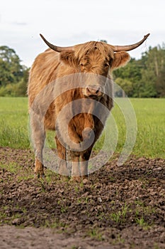 Highland cow standing in field staring at camera