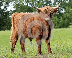 Highland cow standing in field staring at camera