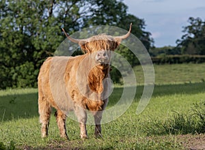 Highland cow standing in field staring at camera