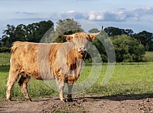 Highland cow standing in field staring at camera
