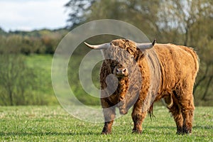 Highland cow standing  in field staring at the camera